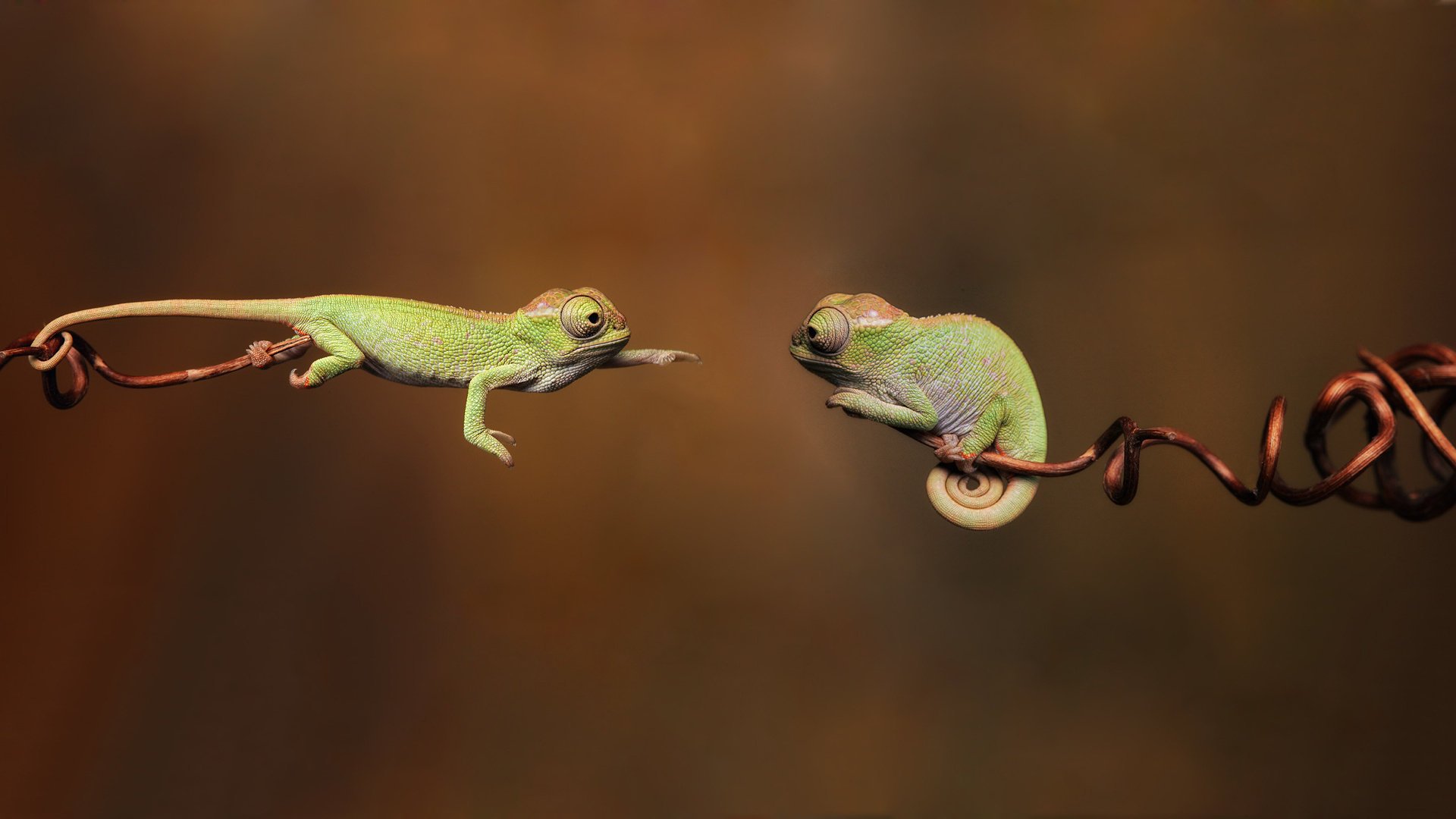 camaleonti rettili reptiles rami 1920x1080 chameleon branche