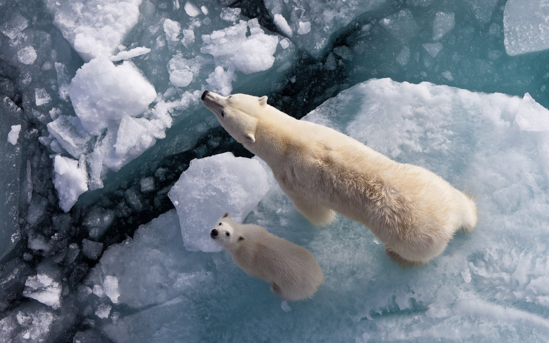 ours nord blanc