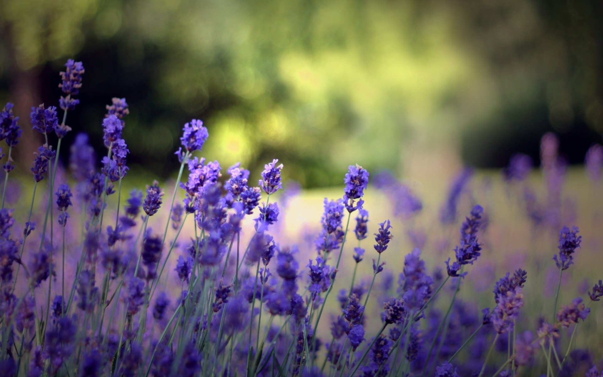 flowers nature glade background flowering summer plant