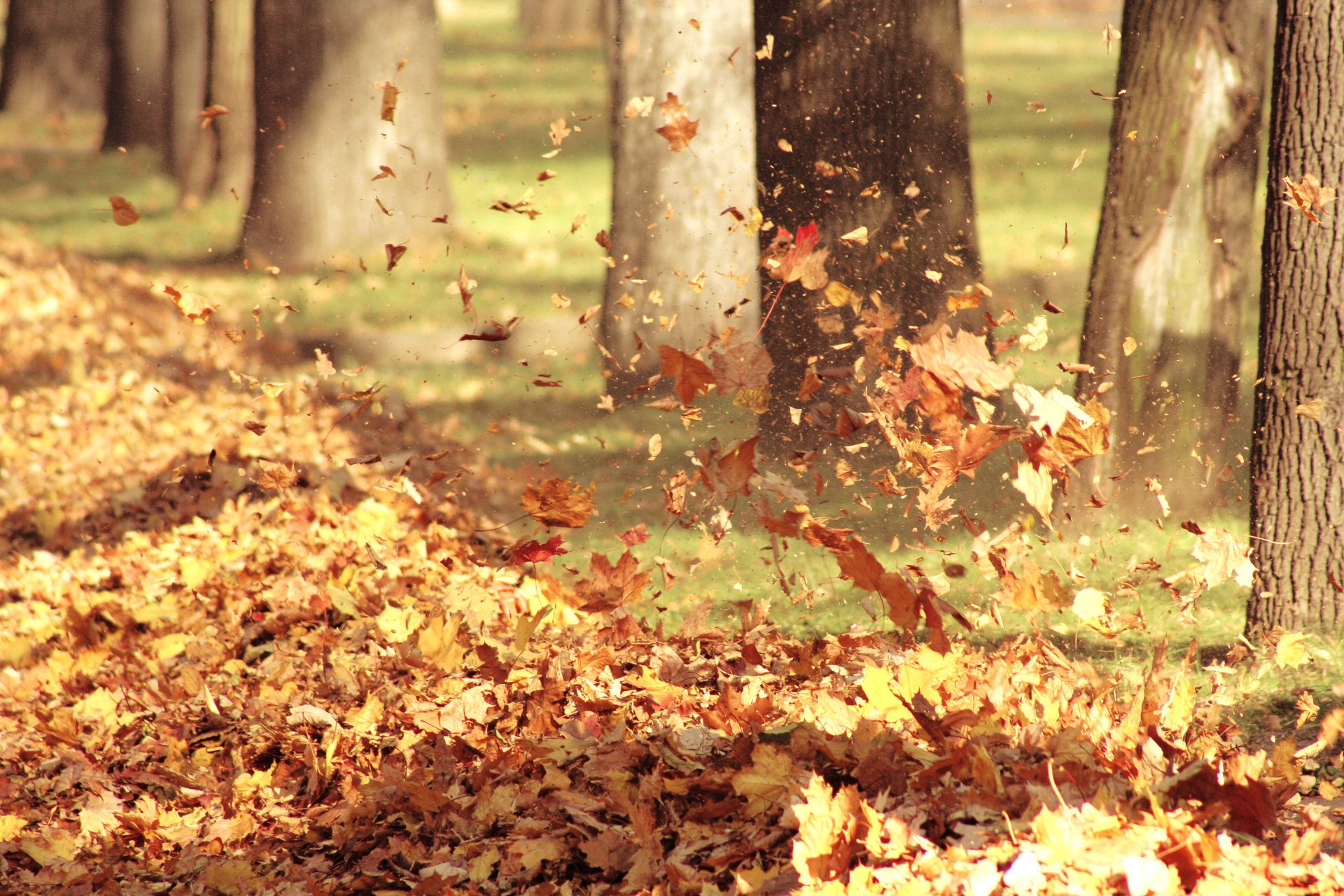 hojas naturaleza otoño viento aire