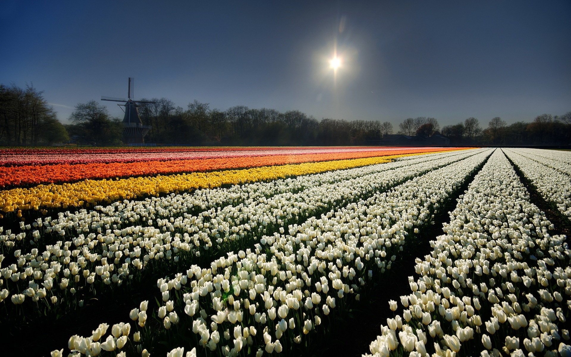 the sky flowers field