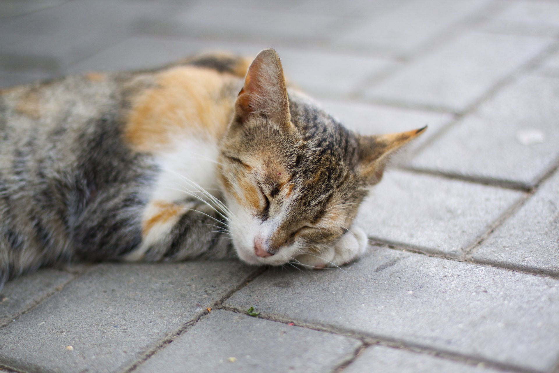 cat red paw sleep lying sleeping spotted cat