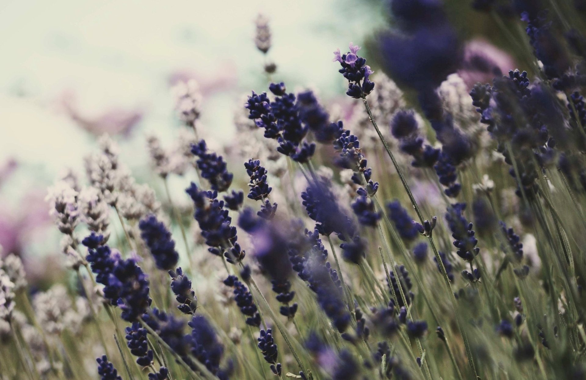 natur blumen blüte hintergrund tapete pflanzen