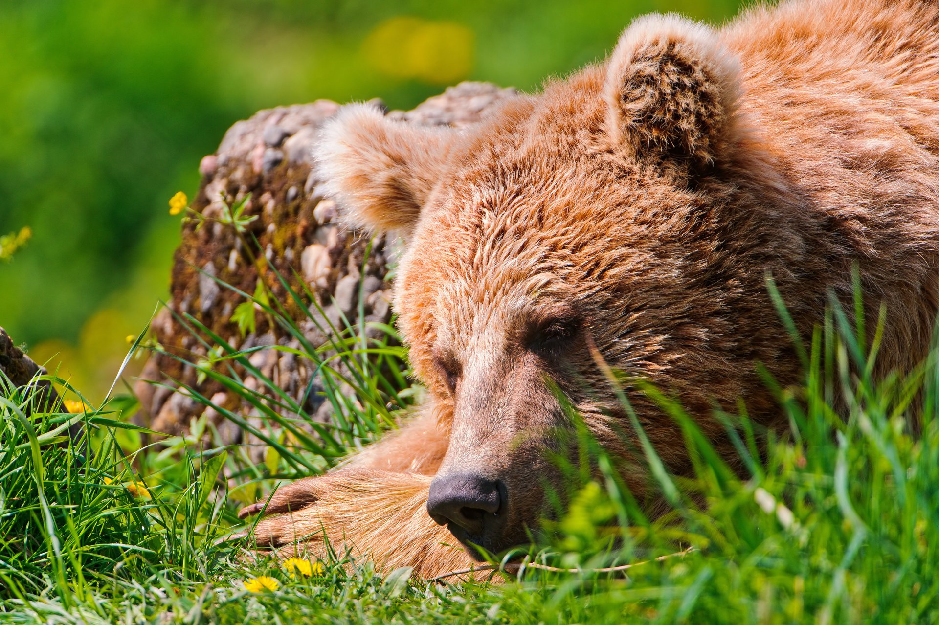 bear sleeping weed stay