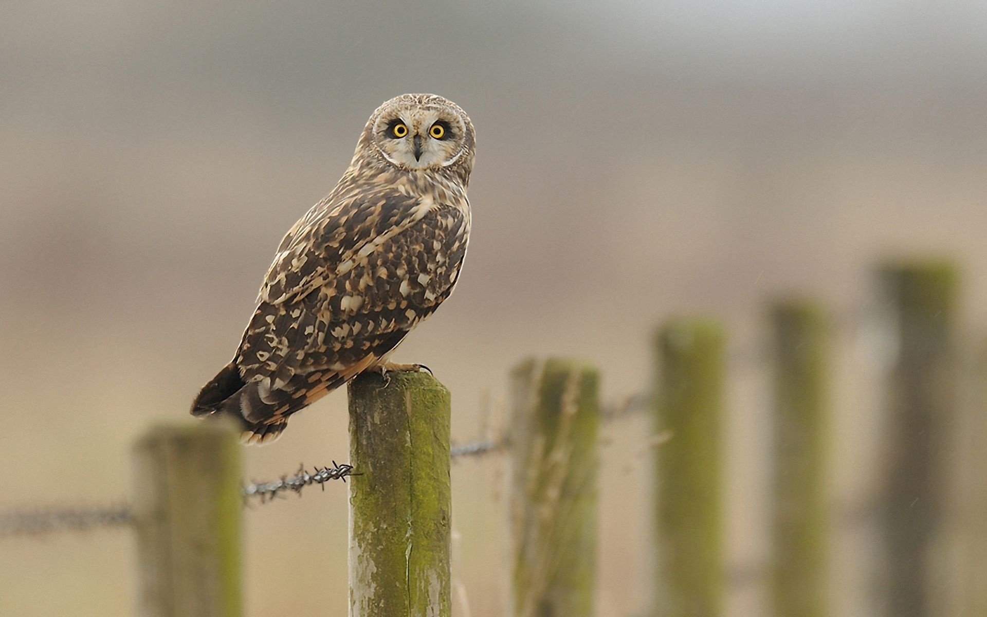 the fence owl barbed wire look