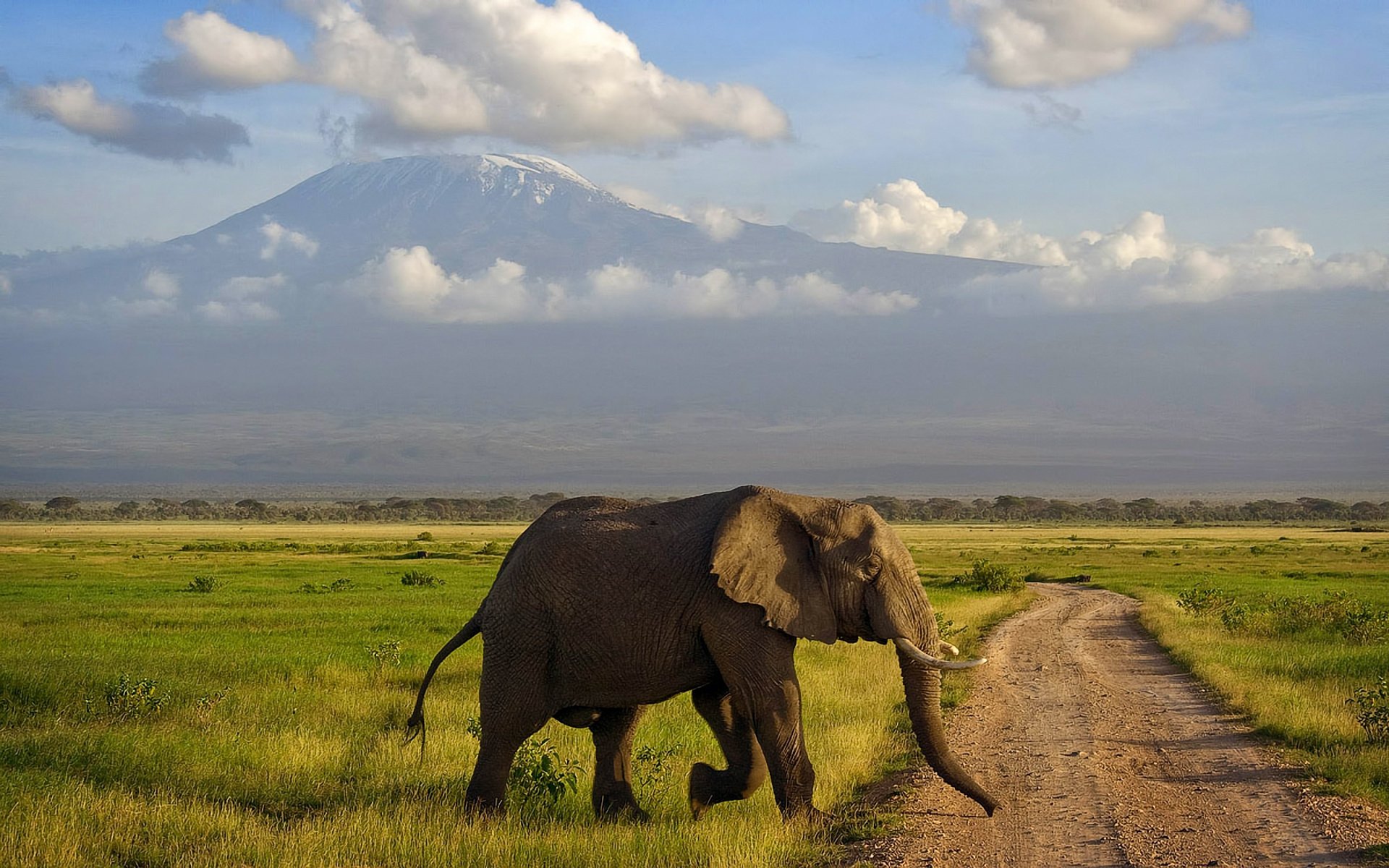 amboseli afrika elefant berg savanne kenia