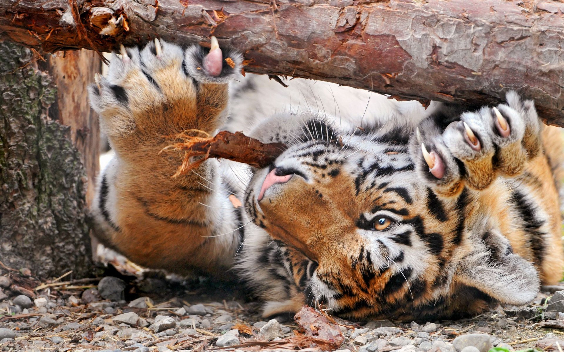 tiger log cat claw