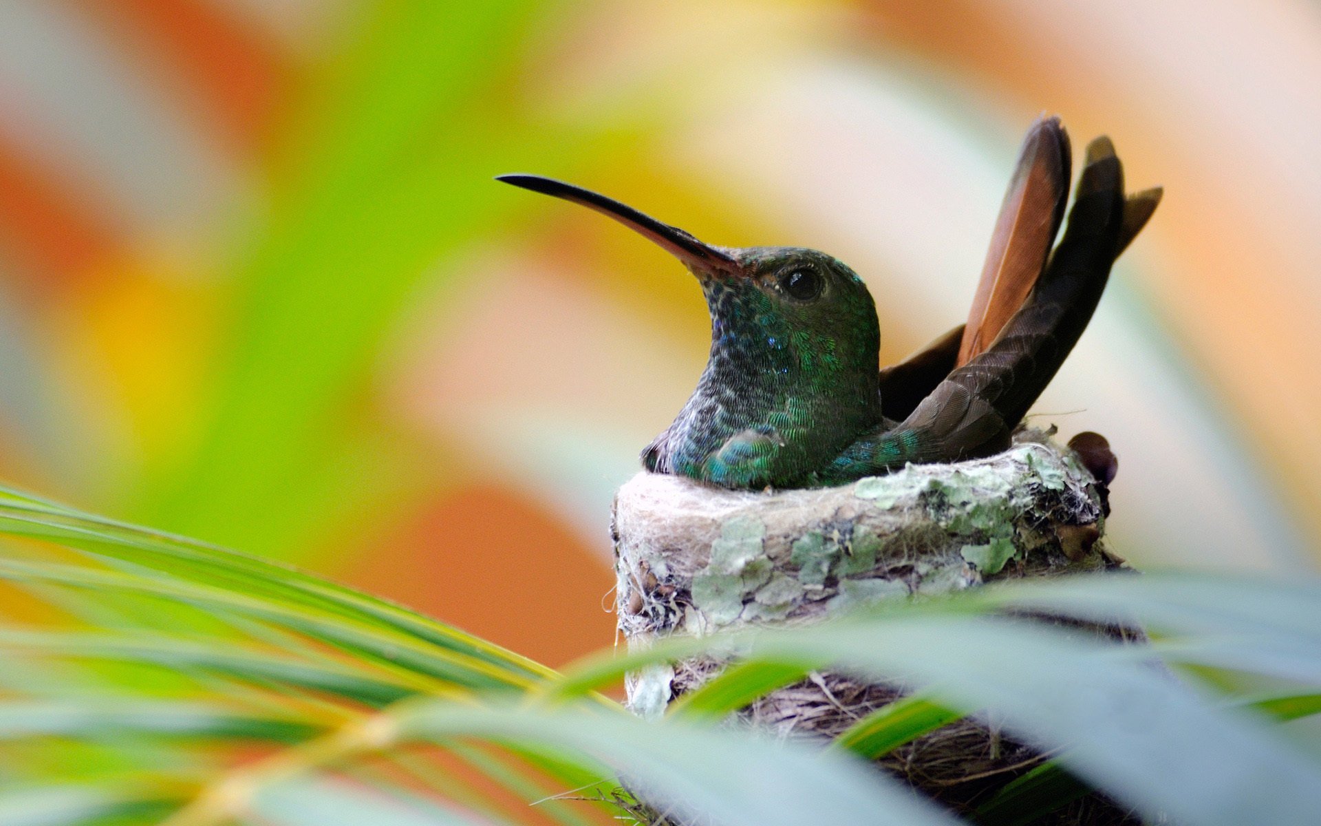 bird hummingbird socket