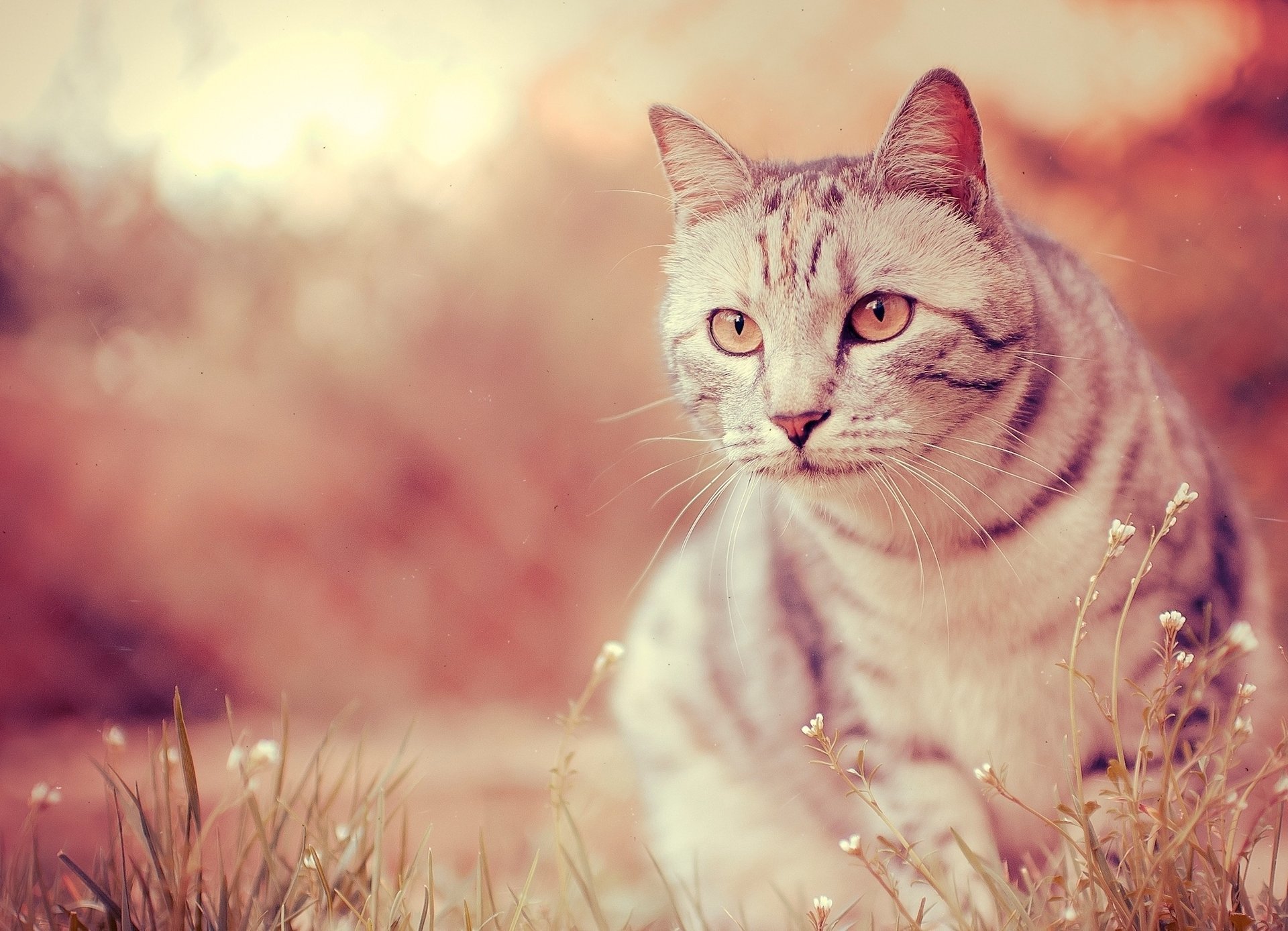 gatto occhi lana foto baffi muso colore naso zampe