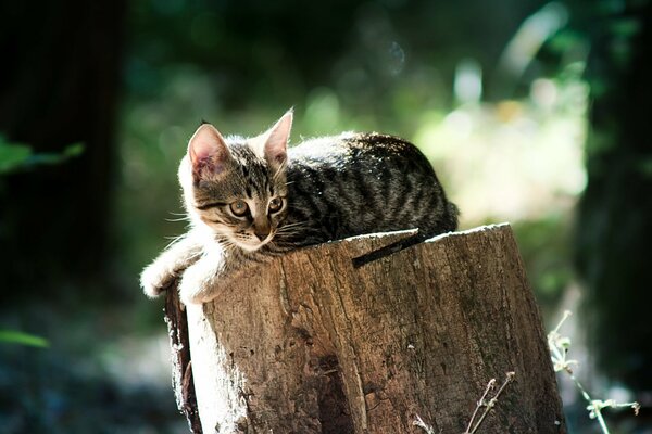 Piccolo gattino carino si trova sulla canapa