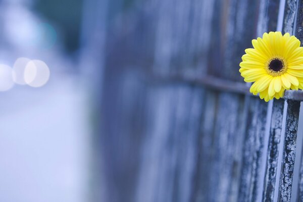 Foto von gelber Gerbera in Makroaufnahmen