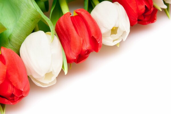 Beautiful white and red tulips