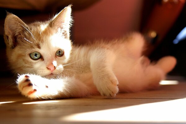 Chaton blanc se trouve sur le sol