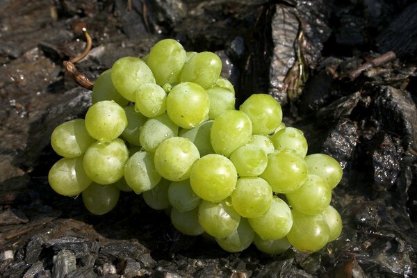 A brush of white grapes. Berries