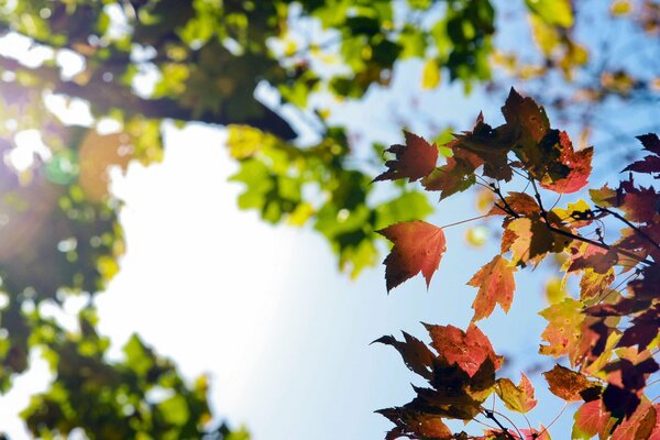 Schönes Herbstlaub unter dem Himmel