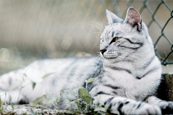 Eine Katze mit weißer Farbe liegt