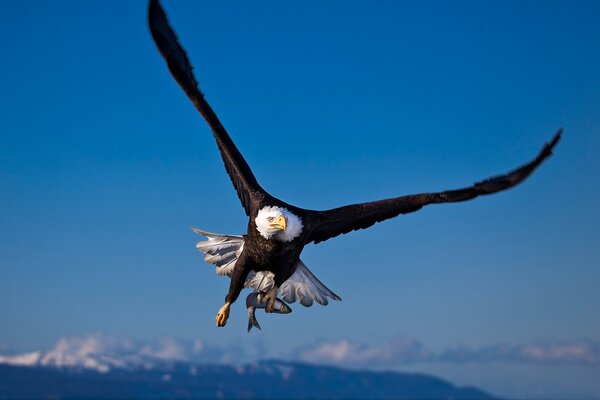 Raubvogel auf dem Hintergrund des blauen Himmels mit ausgestreckten Flügeln