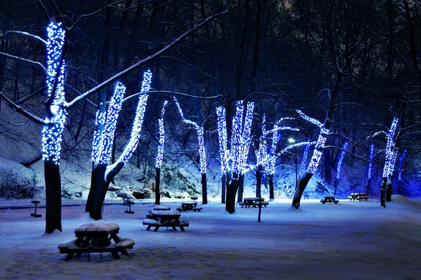 Trees in the park in decorations for the new year