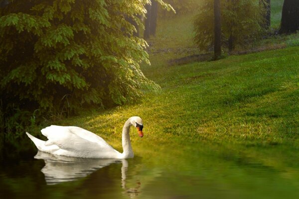 Weißer Schwan im magischen Wald