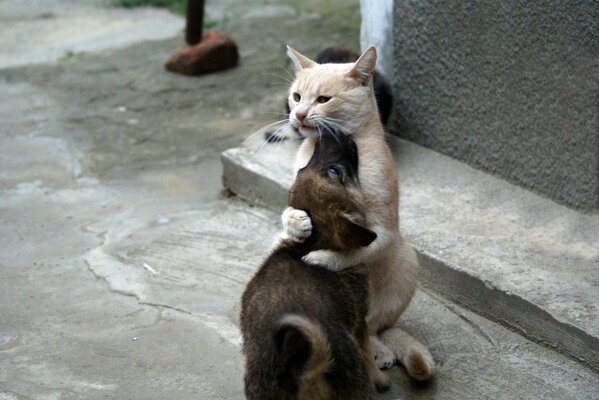 Dos perros y un gato se calientan el uno al otro