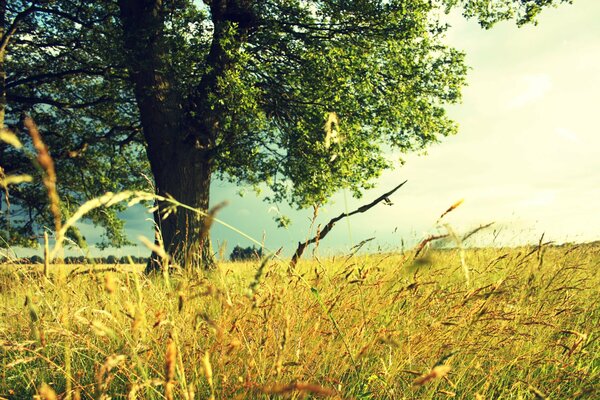 Golden spikelets on a tree background