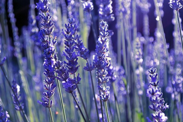 Lavanda lila sobre fondo borroso