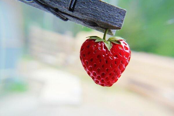 Fraise en forme de coeur sur une pince à linge