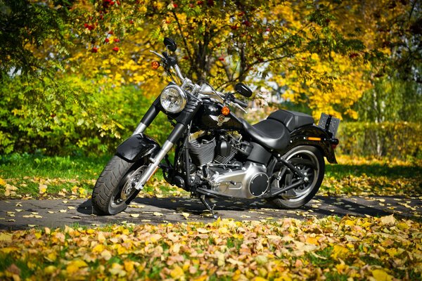 Harley-davidson en un fondo inimaginable de follaje de otoño