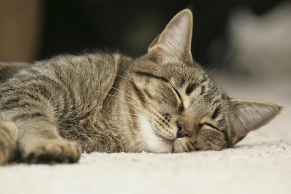 A contented cat is sleeping resting