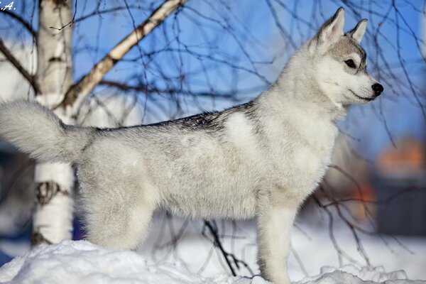 Der Freund des Hundes des Menschen geht im Winter im Schnee spazieren