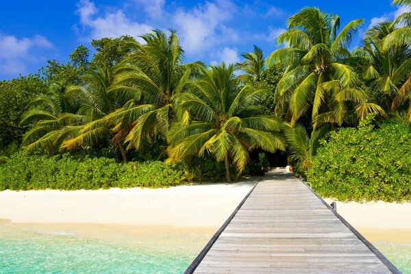 A bridge over the ocean leading to the rainforest