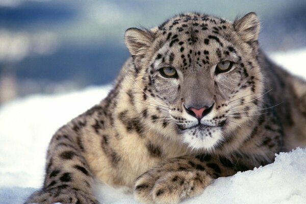 La mirada melancólica de un leopardo en la nieve