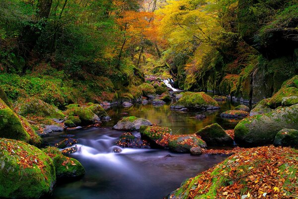 Flusso limpido nella foresta autunnale