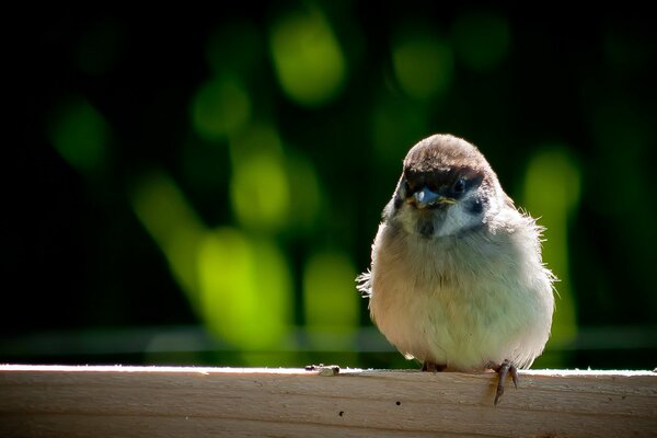 A sparrow sits on a wooden beam on a green background