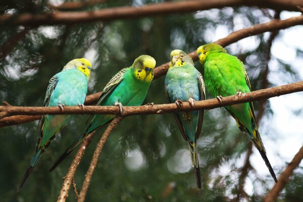 Quatre perroquets ondulés sur une branche d arbre