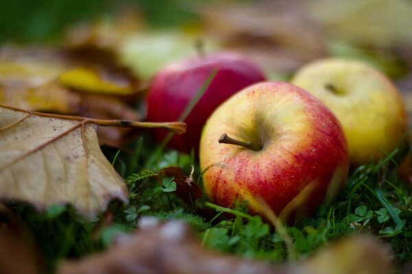 Die letzten Herbstäpfel sind am knusprigsten