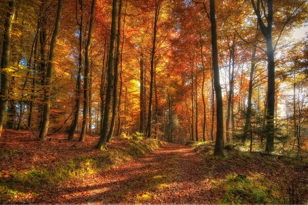 Sendero de hojas en el bosque de otoño