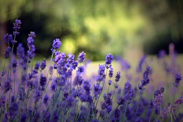 Sommerblumen sind blau auf verschwommenem Hintergrund