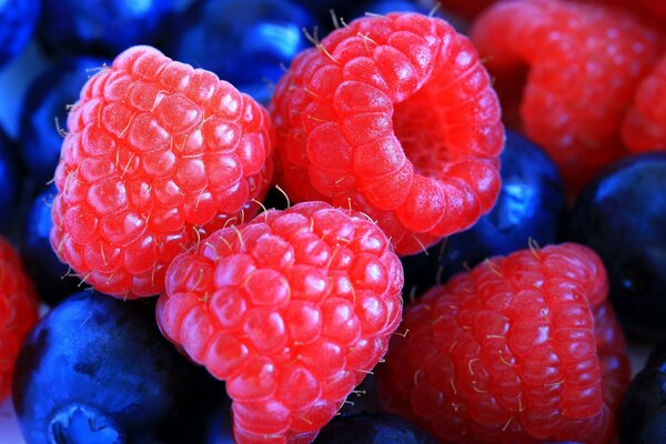 Gros plan de baies de framboises et de bleuets