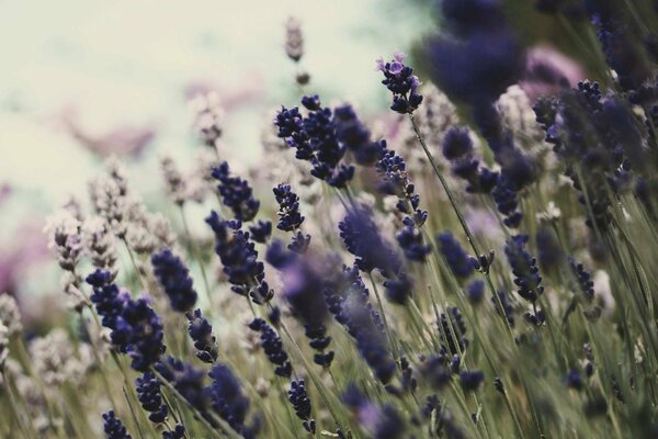 Summer flowers on blue on a blurry background