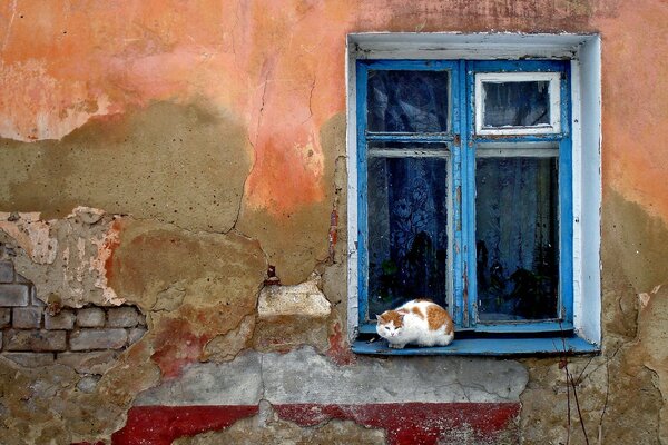 Foto einer roten Katze am Fenster