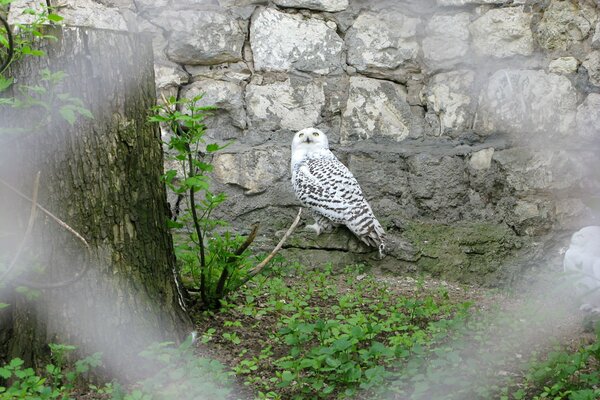 Owl on the background of a beautiful stone wall