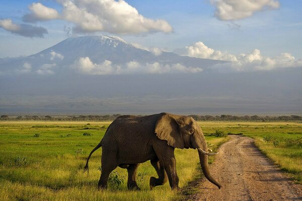 Éléphant dans la savane sur fond de montagne et de nuages