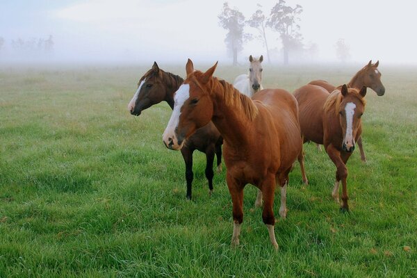 Am Morgen auf einem Feld im Nebel rote Pferde