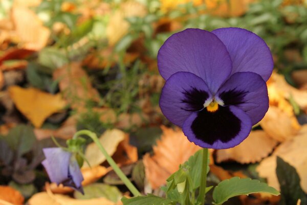 Violeta púrpura en el fondo de otoño