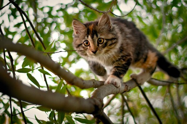 An interesting kitten on a branch