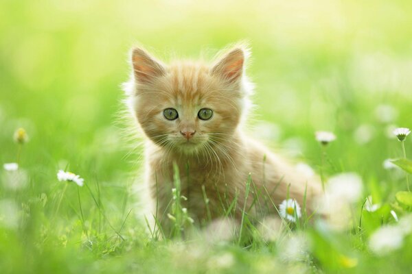 The kitten in the field is just lovely