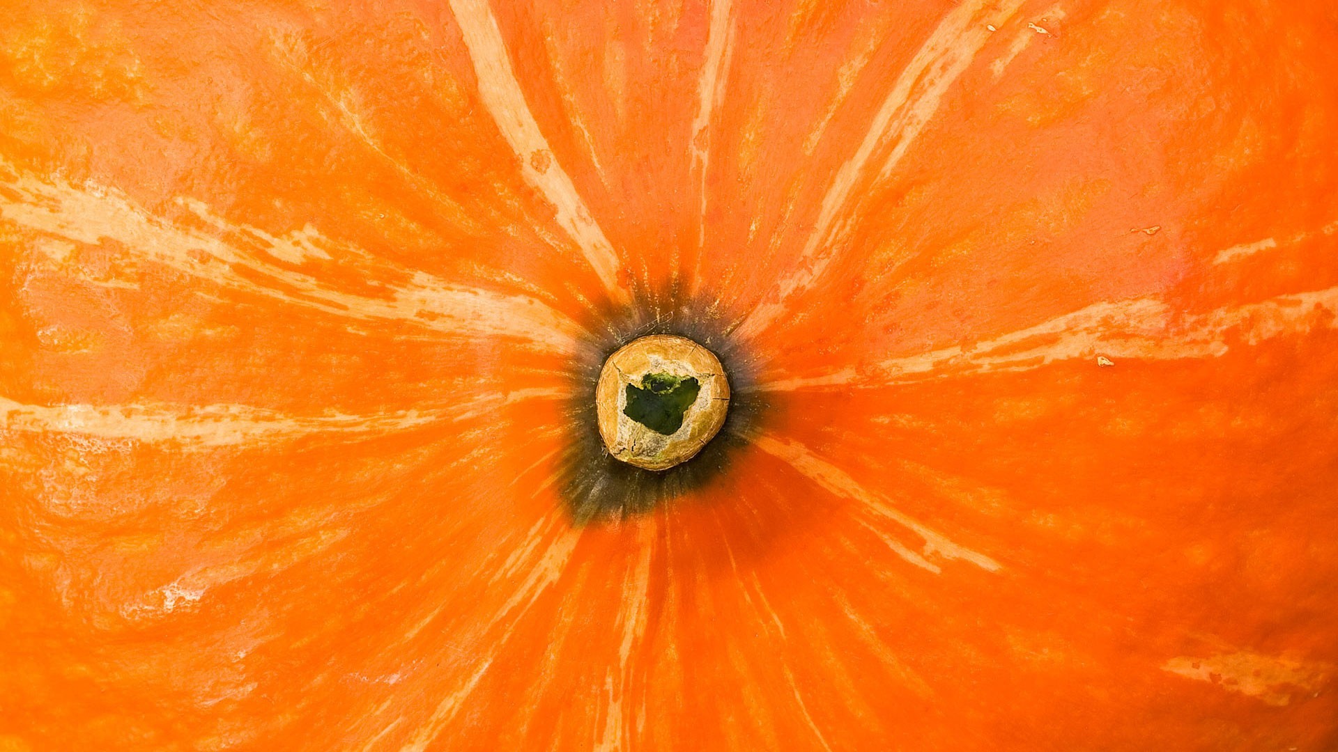 arancione zucca bottino