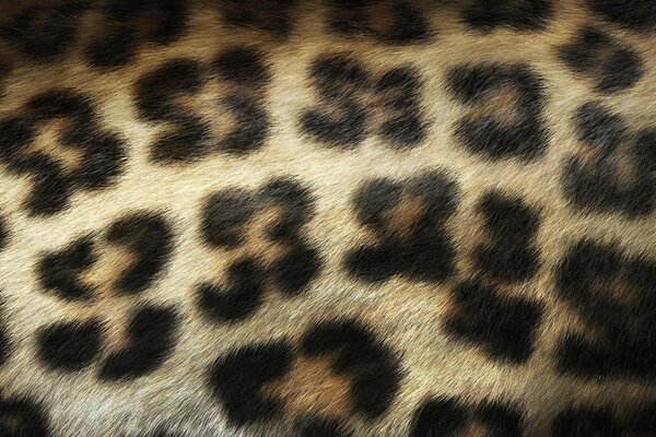 Fragmento de piel de leopardo con manchas