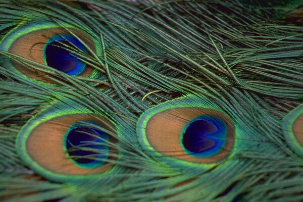 A beautiful peacock feather is lying on the table